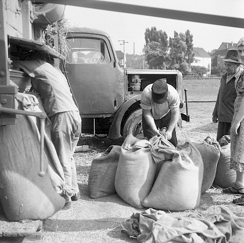 Die geernteten Rapssaaten werden nach Ihrer Reinigung bei den Landwirten abgeholt.