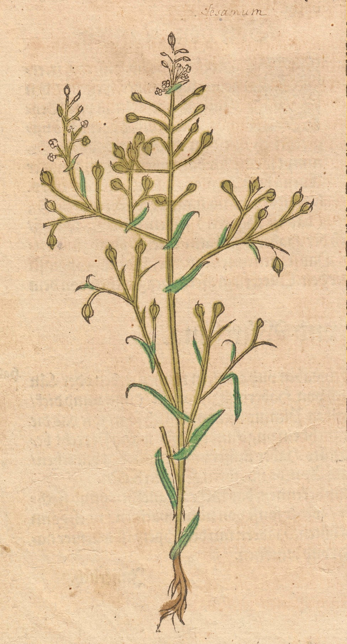 Flachsdotter (Leindotter) im Kräuterbuch von Hieroymus Bock. Flachsdotter (Leindotter) im Kräuterbuch von Hieroymus Bock.