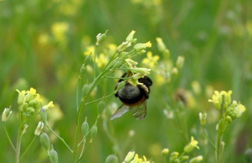 Bliesgau Ölmühle im Radio-Interview
