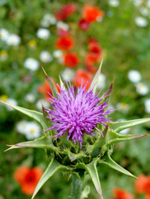 Mariendisteln im saarländischen Bliesgau