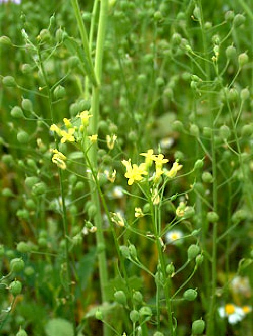 Eine Leindotterpflanze aus dem Bliesgau