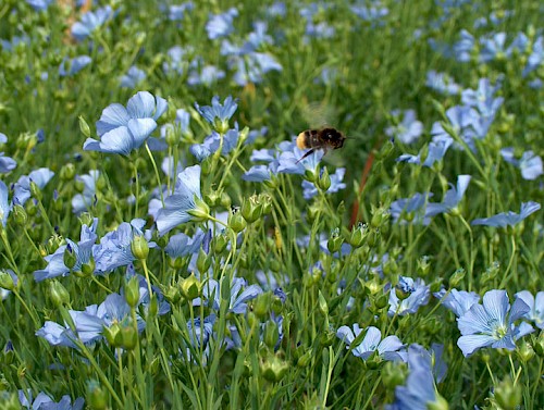 Leinpflanzen im saarländischen Bliesgau