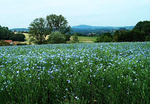 Leinpflanzen im saarländischen Bliesgau