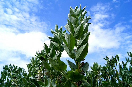 Bliesgau Ölmühle setzt auf Proteinpflanzen