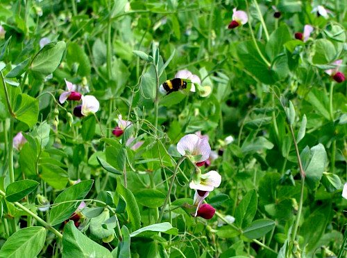 braune Linsen der Bliesgau Ölmühle