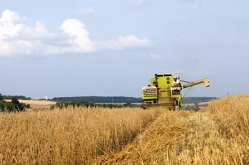 Die Ernte unserer Linsen