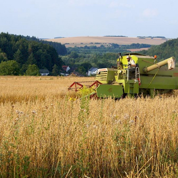 Die Linsenernte im saarländischen Brenschelbach Die Linsenernte im saarländischen Brenschelbach