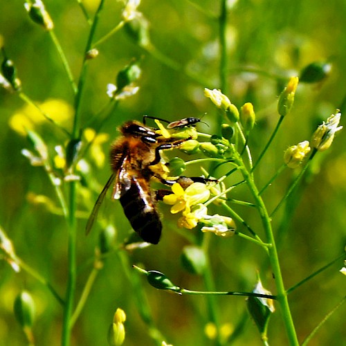 Leindotter bietet reichlich Nektar und Pollen für Bienen, Hummeln & Co. (Foto: Patric Bies)