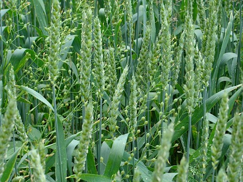 Mischkultur Weizen Leindotter