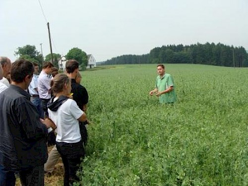 Mischkultur Erbsen Leindotter