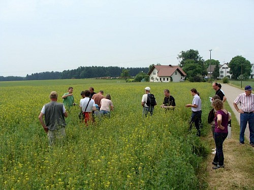 Mischkultur Senf Erbsen