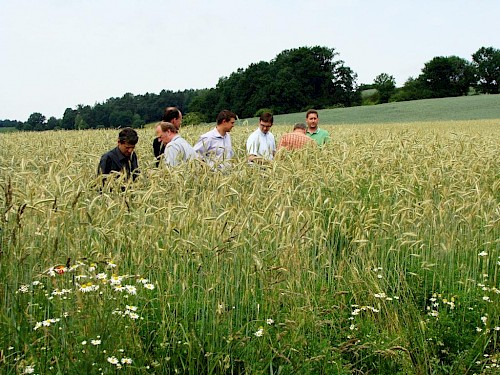Mischkultur Roggen und Linsen