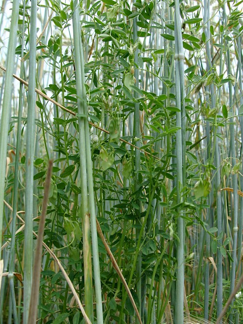 Mischkultur Roggen und Linsen