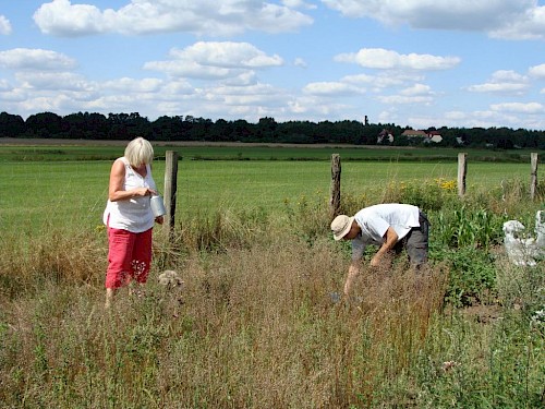 Die freiwilligen Erntehelfer Gisela Ruge und Christopher Luna bei der Feldarbeit