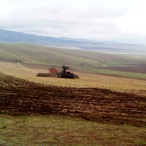 Leindotteranbau in der Mongolei
