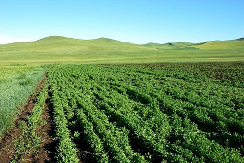 Reihensaat nach etwa 40 Tagen Vegetationszeit