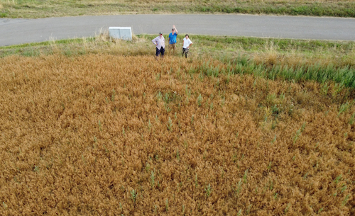 Anbau grüner Linsen bei Wolfersheim im Bliesgau
