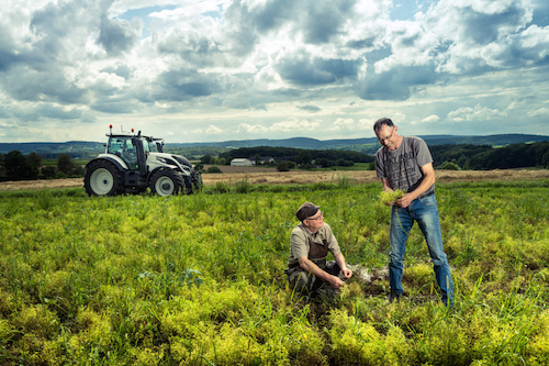 Linsen-Landwirt Mathias Kohl und Patric Bies auf einem Linsenfeld bei Palzem
